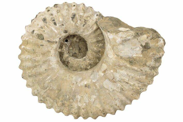 5.9" Bumpy Ammonite (Douvilleiceras) Fossil - Madagascar